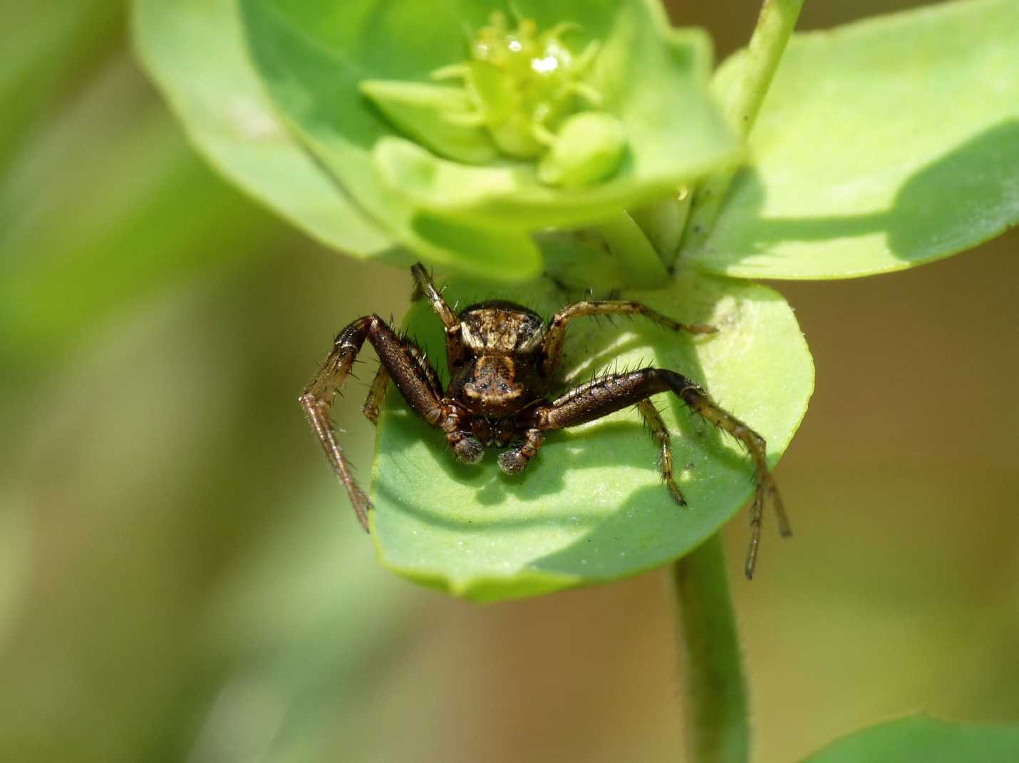 Xysticus sp.